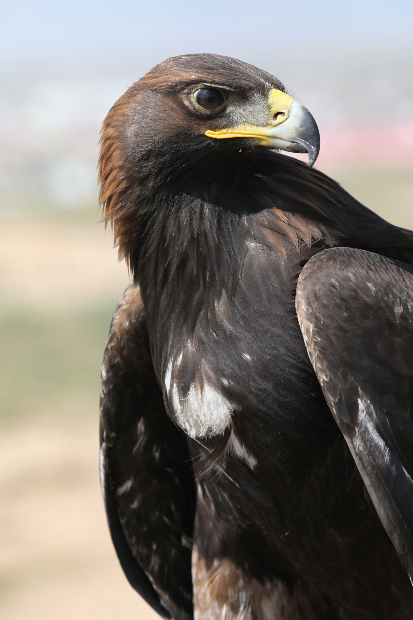 Mongolian Eagle